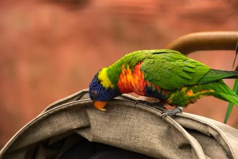 Lorikeet Stock Photos
