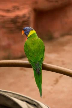 Lorikeet Foto stock