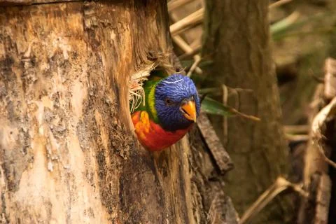 Lorikeet Stock Photos