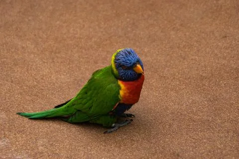 Lorikeet Stock Photos