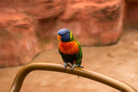 Lorikeet Stock Photos