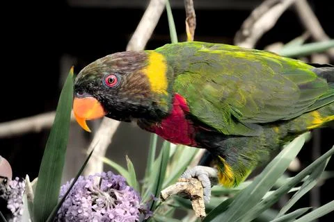 Lorikeet Stock Photos
