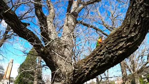 Lorikeet playing on a branch, slow motion Stock Footage 138409406