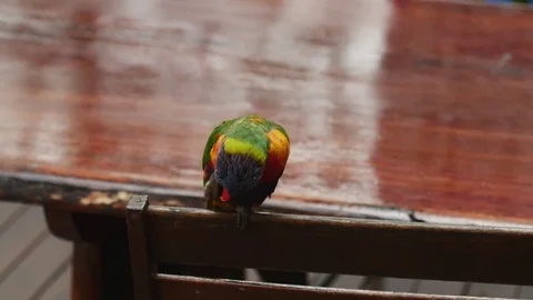 Lorikeet Preening Slow Motion Stock Footage 84751690