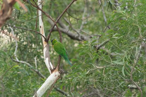 Lorikeet sitting on a tree branch Stock Photos