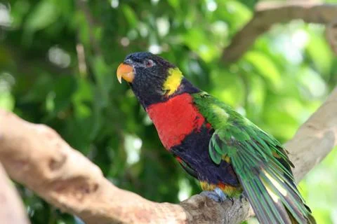 Lorikeet In Tree Stock Photos