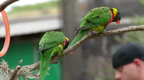 Lorikeet1 Stock Footage 10874820