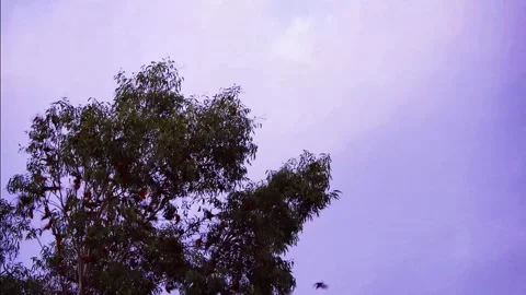 Lorikeet1 Stock Footage 313302306