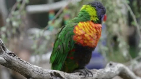 Lorikeet2 Stock Footage 10873992