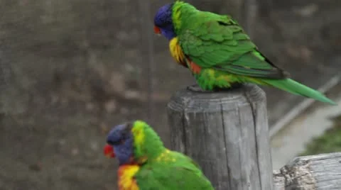 Lorikeet3 Video stock 10874788