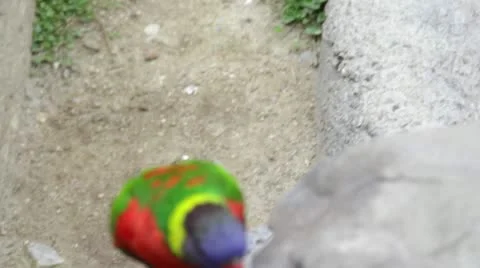 Lorikeet4 Stock Footage 10873965