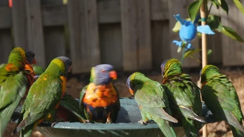 Lorikeets in bird bath Stock Footage 115516126