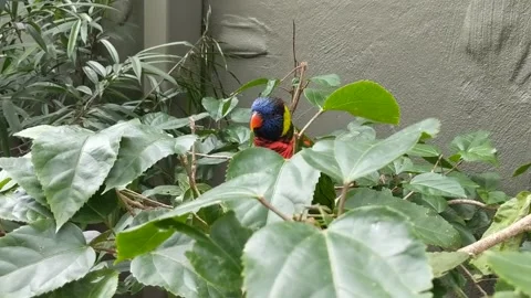 Lorikeets in bushes Stock Footage 162114147
