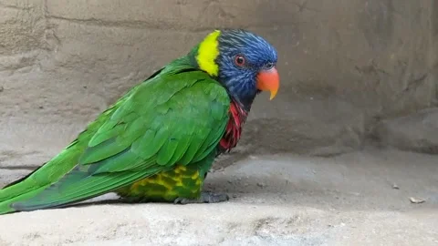 Lorikeets in bushes Stock Footage 162114181