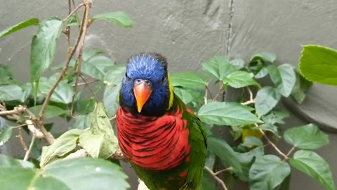 Lorikeets in bushes Stock Footage 162114182