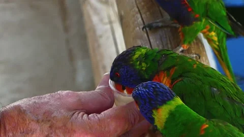 LORIKEETS DRINKING Stock Footage 186736900