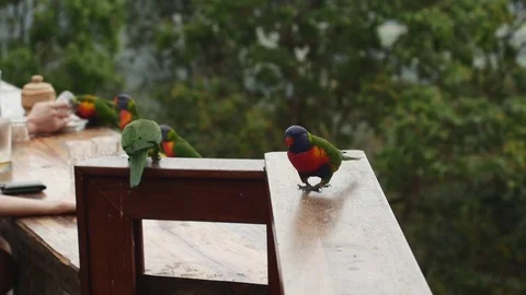Lorikeets on handrail in Cafe Stock Footage 84751807