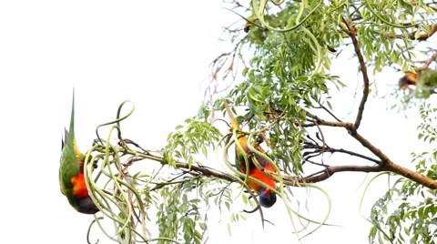 Lorikeets isolated on white sky feeding on seeds  Video stock 49943650