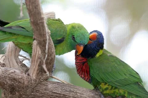 Lorikeets In Love Stock Photos