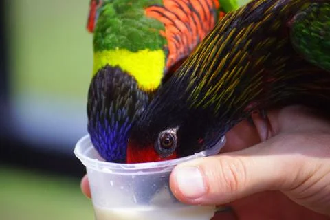 Lorikeets Stock Photos