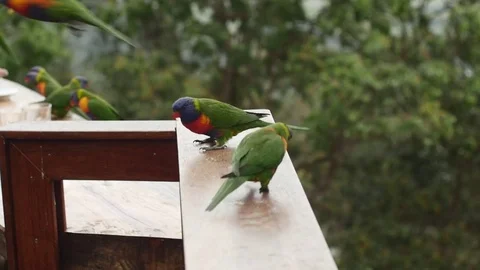 Lorikeets Squabbling Stock Footage 84751768