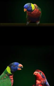 Lorikeets, two rainbow lorikeets and on red lorikeet are seen together in a c Stock Photos