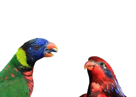 Lorikeets, two rainbow lorikeets and on red lorikeet are seen together in a c Stock Photos