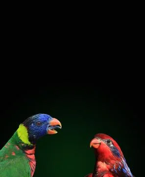Lorikeets, two rainbow lorikeets and on red lorikeet are seen together in a c Stock Photos