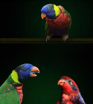 Lorikeets, two rainbow lorikeets and on red lorikeet are seen together in a c Stock Photos