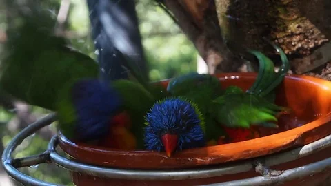 Loris in a bath Stock Footage 73002041