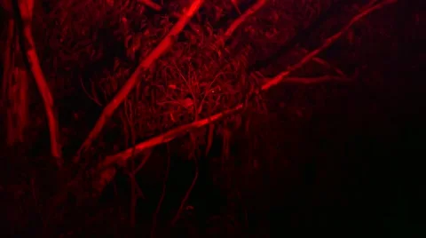 Loris capture and release Stock Footage 68523177