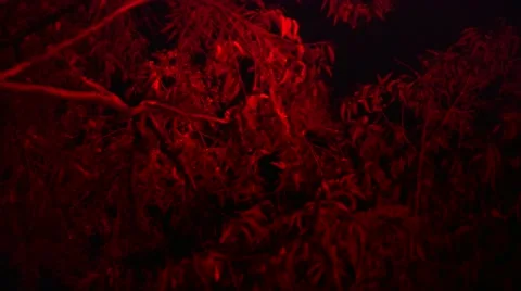 Loris capture and release Stock Footage 68523603