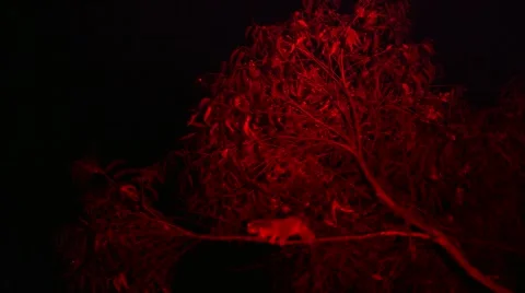 Loris capture and release Stock Footage 68523850