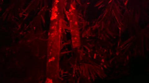 Loris capture and release Stock Footage 68523996