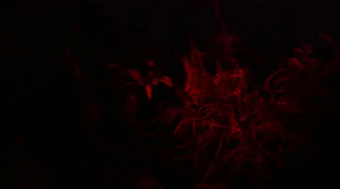 Loris capture and release Stock Footage 68525177