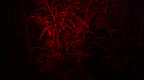 Loris capture and release Stock Footage 68525538