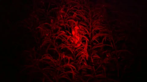 Loris capture and release Stock Footage 68525666