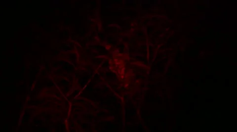 Loris capture and release Stock Footage 68525789