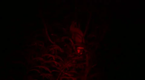 Loris capture and release Stock Footage 68525974