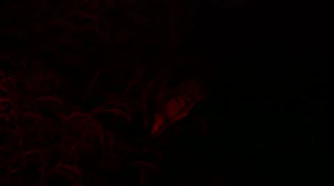 Loris capture and release Stock Footage 68526275