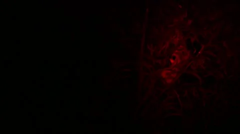 Loris capture and release Stock Footage 68526446