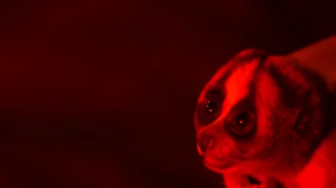 Loris - capture and release Stock Footage 68528890