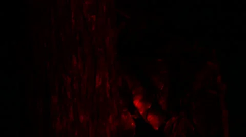 Loris - capture and release Stock Footage 68528891