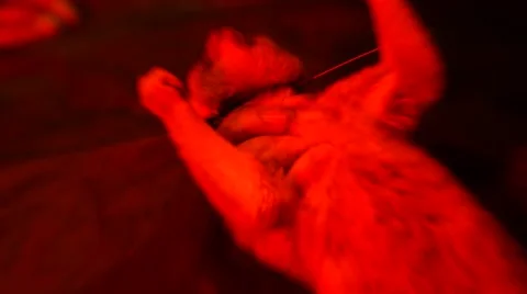 Loris - capture and release Stock Footage 68528892