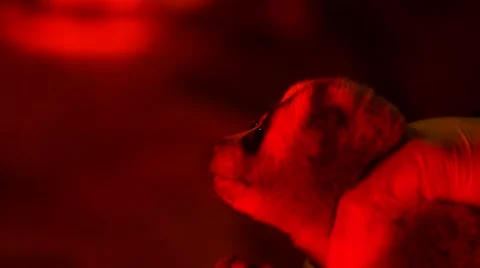 Loris - capture and release Stock Footage 68528898