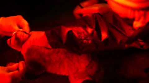 Loris - capture and release Stock Footage 68528899