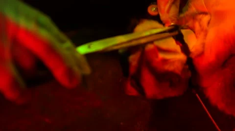 Loris - capture and release Stock Footage 68528901