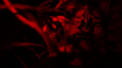 Loris - Close up Stock Footage 68528045