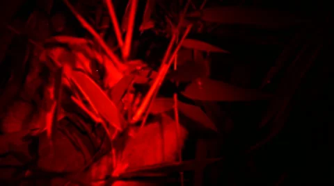 Loris - Close up Stock Footage 68528046