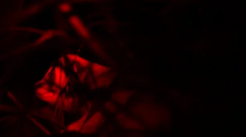 Loris - Close up Stock Footage 68528049